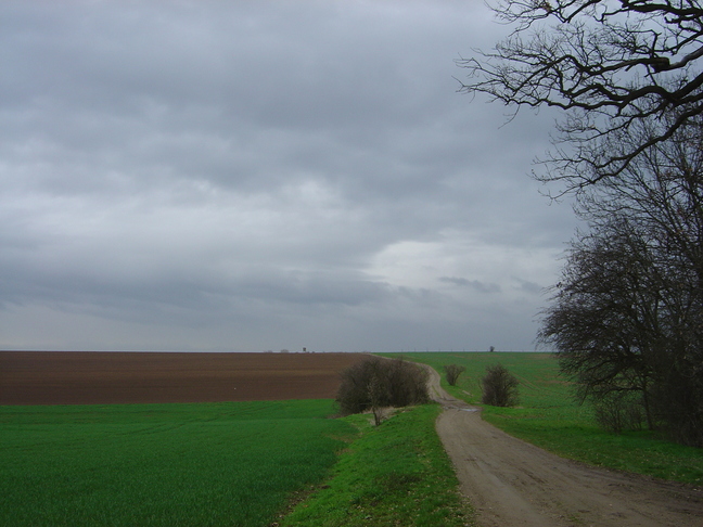 fields